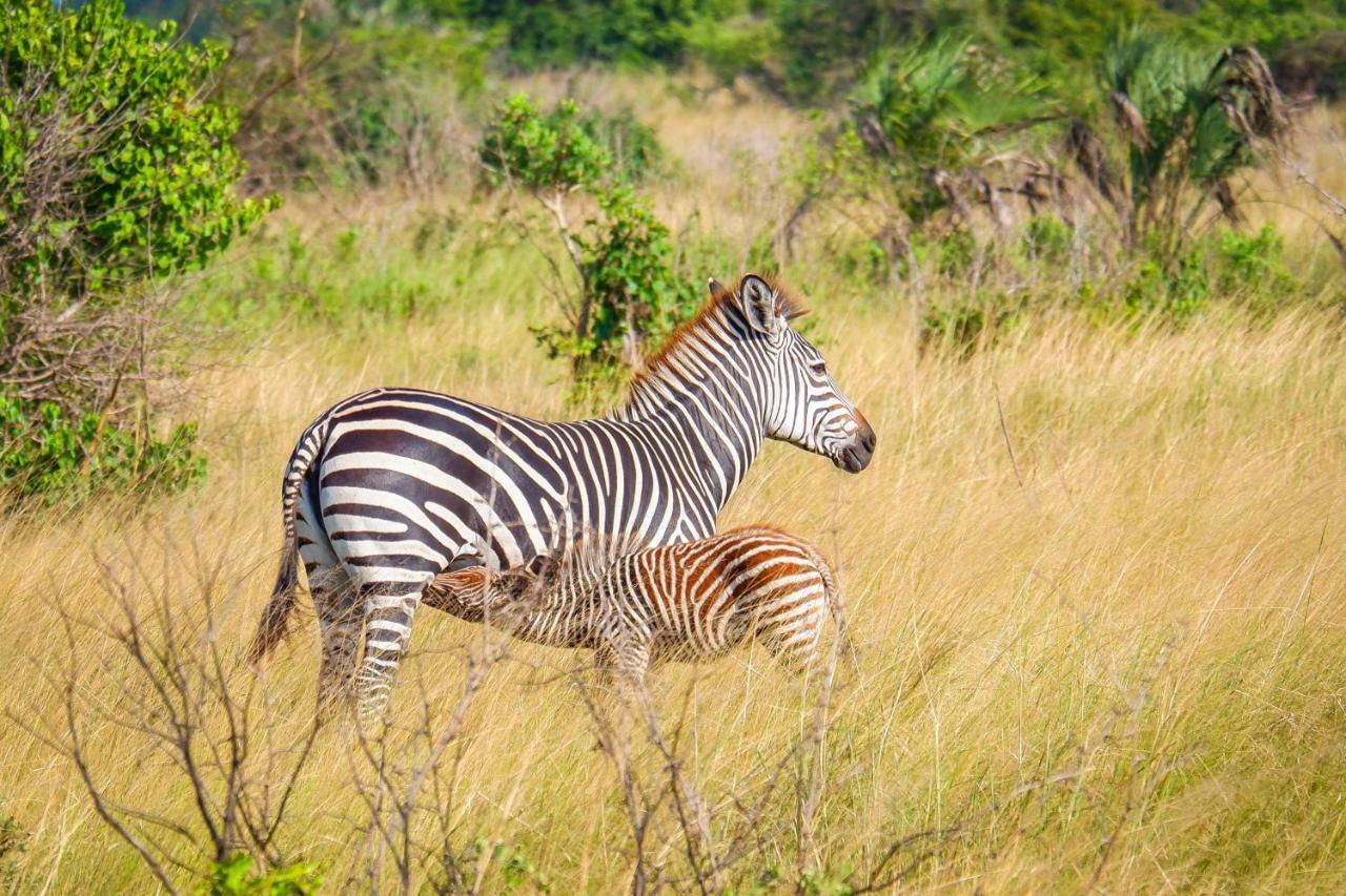 Saadani Safari Lodge Esterno foto