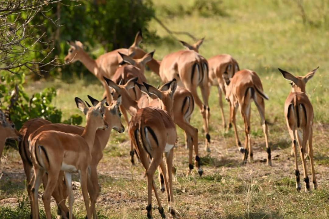 Saadani Safari Lodge Esterno foto