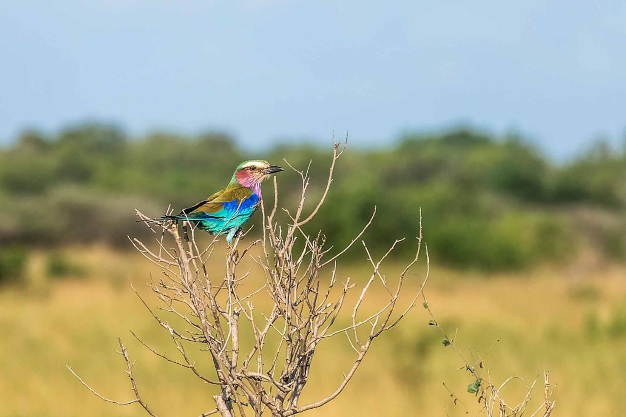 Saadani Safari Lodge Esterno foto